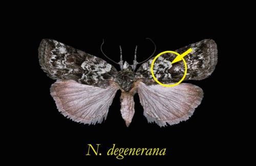 Nycteola degenerana