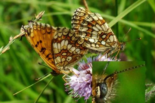 Melitaea athalia celadussa