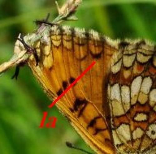 Melitaea athalia celadussa