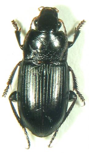 Réf. 5 703 : Harpalus sp.