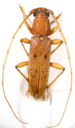 Réf. 5 704 : Achryson surinamum