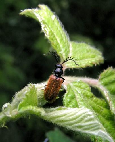 Drilus flavescens