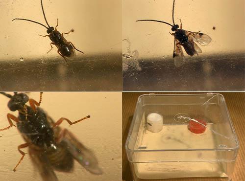 Réf. 5 996 : Microgastrinae inconnu