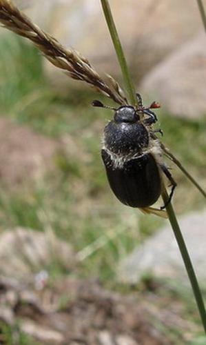 Amphimallon atrum