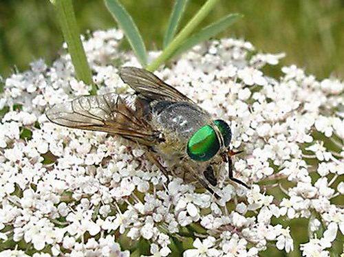 Philipomyia aprica