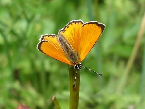 Lycaena virgaureae