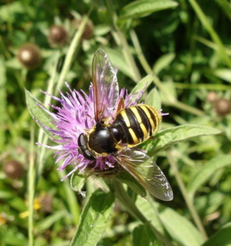 Sericomyia silentis