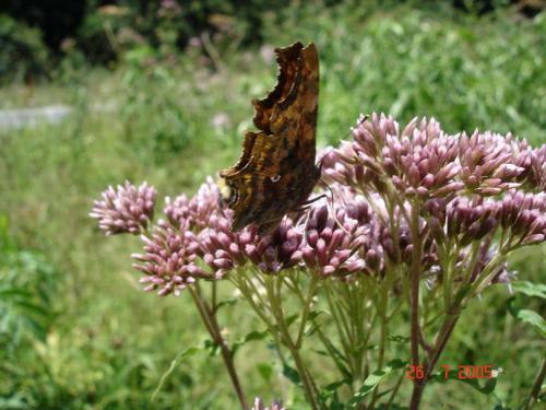 Réf. 5 493 : Polygonia c-album