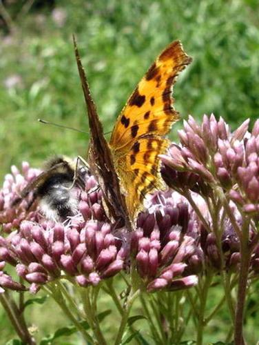 Réf. 5 486 : Polygonia c-album