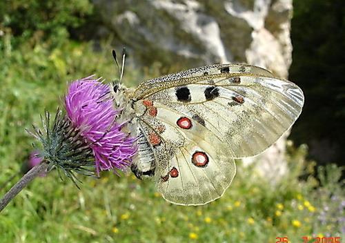 photo de papillon