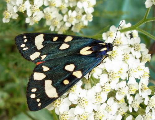 Réf. 5 128 : Callimorpha dominula