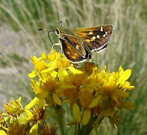 Réf. 5 223 : Hesperia comma