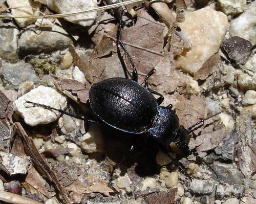Carabus convexus
