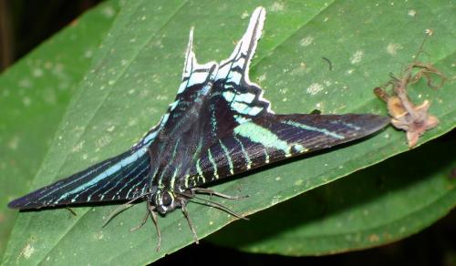 Urania leilus