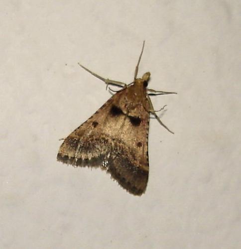 Réf. 5 143 : Stemmatophora brunnealis