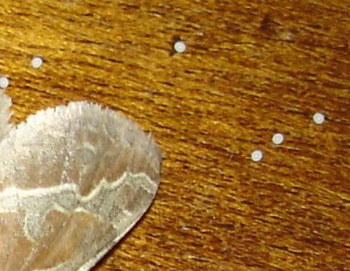 Triodia sylvina