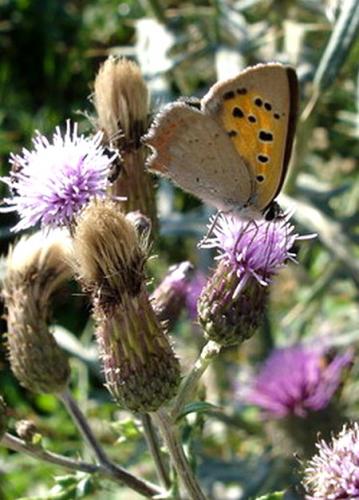 Lycaena phlaeas
