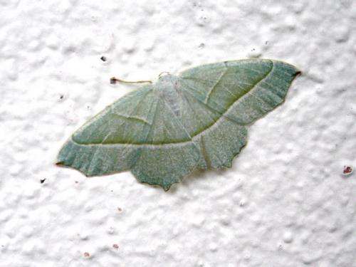 Réf. 5 765 : Campaea margaritaria