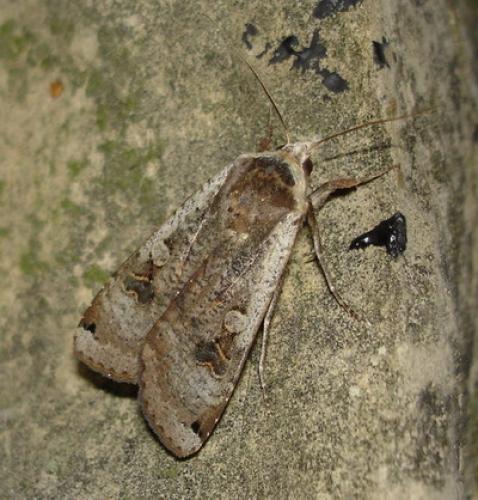 Noctua pronuba