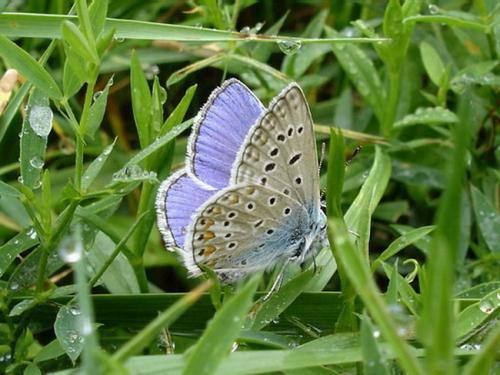 Polyommatus icarus