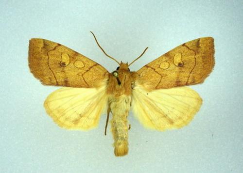 Réf. 5 105 : Enargia paleacea