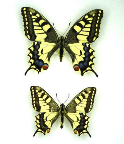 Papilio machaon