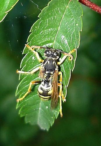 Réf. 5 481 : Polistes sp.