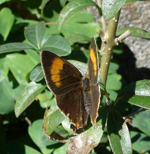Thecla betulae