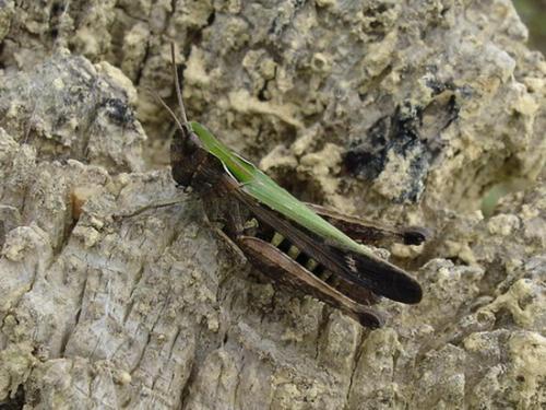 Réf. 5 173 : Omocestus rufipes