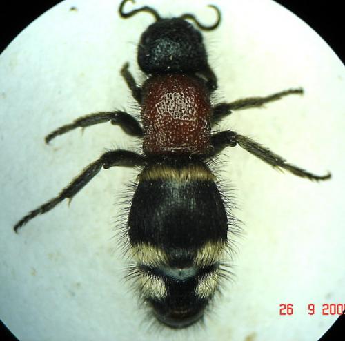 Mutilla europaea