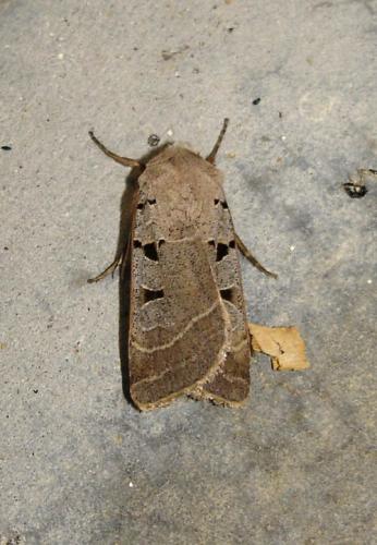 Eugnorisma glareosa