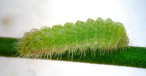 Cacyreus marshalli