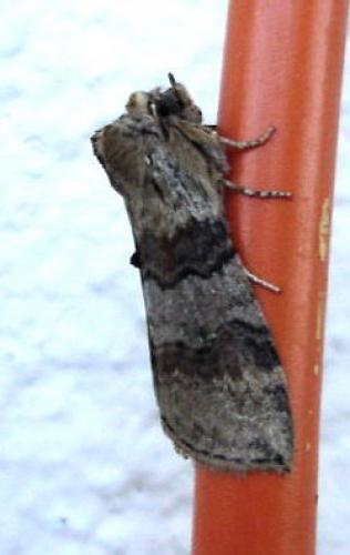 Cymatophorina diluta
