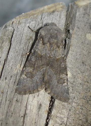 Réf. 5 390 : Aporophyla lueneburgensis