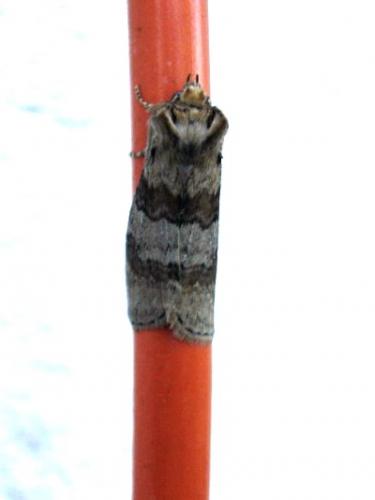 Cymatophorina diluta