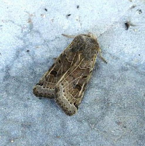 Agrochola lunosa