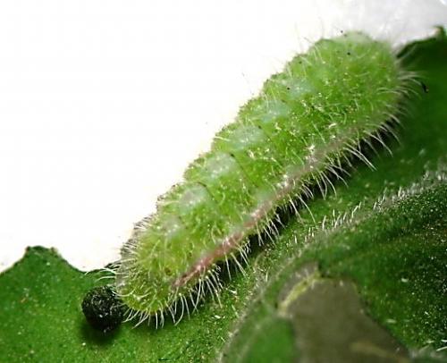 Cacyreus marshalli