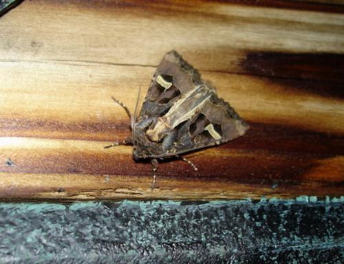 Réf. 5 389 : Trigonophora flammea