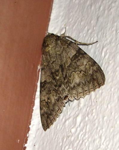 Catocala nupta