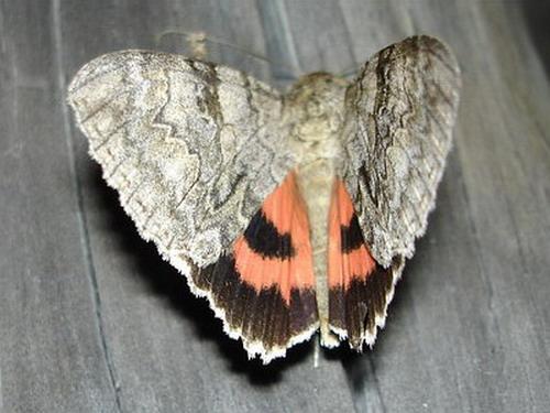 Catocala nupta