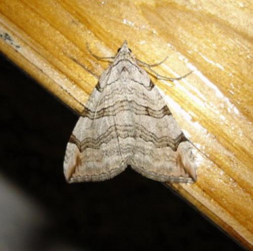 Réf. 5 419 : Aplocera plagiata