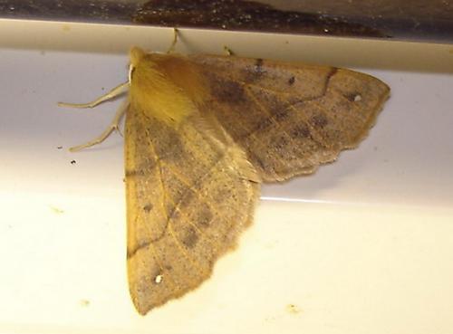 Réf. 5 417 : Colotois pennaria