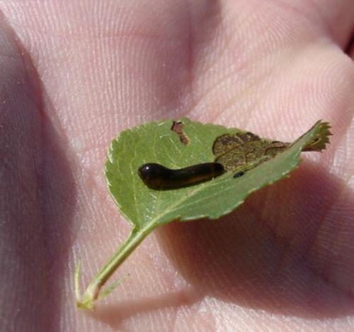 Caliroa cerasi