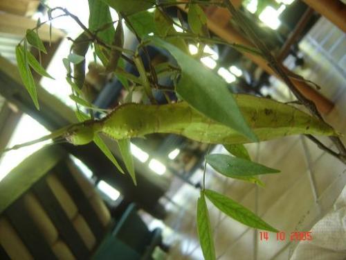 Cranidium gibbosum