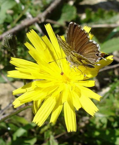 Réf. 5 422 : Cacyreus marshalli