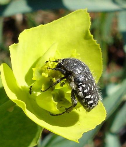 Oxythyrea funesta