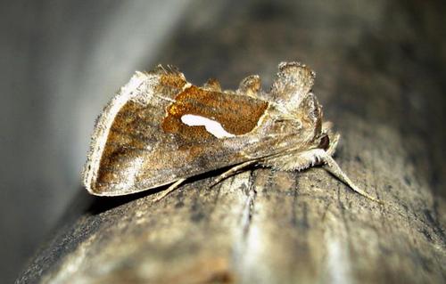 Macdunnoughia confusa