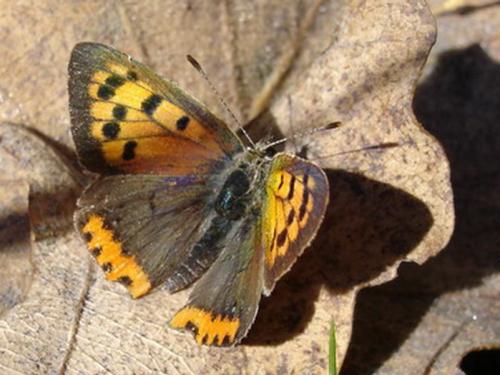 Lycaena phlaeas