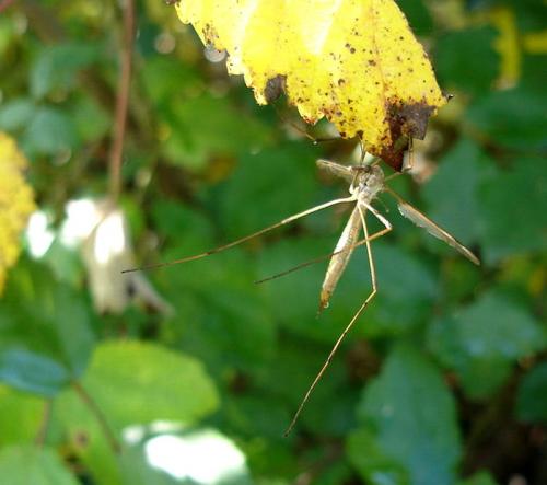 Tipula sp.