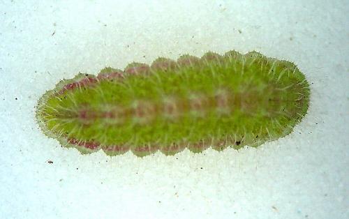 Cacyreus marshalli